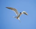 Forster's tern (Sterna forsteri) in flight Royalty Free Stock Photo